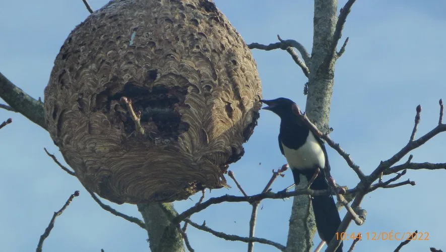 Photo du nid de frelon asiatique signalé à Bruxelles