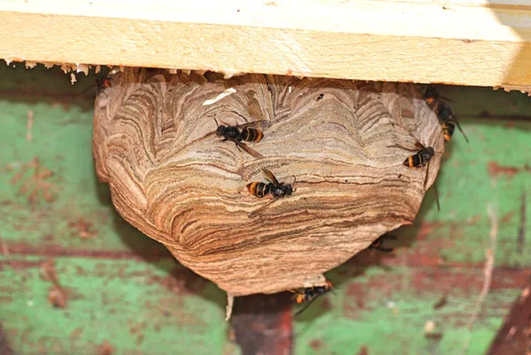 Photo du nid de frelon asiatique signalé à Schaerbeek